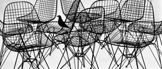 A bird’s story