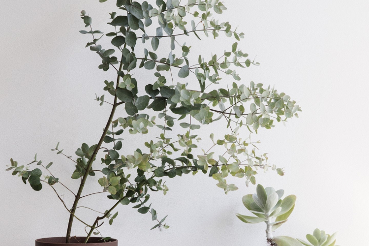 Sekki Pot Large