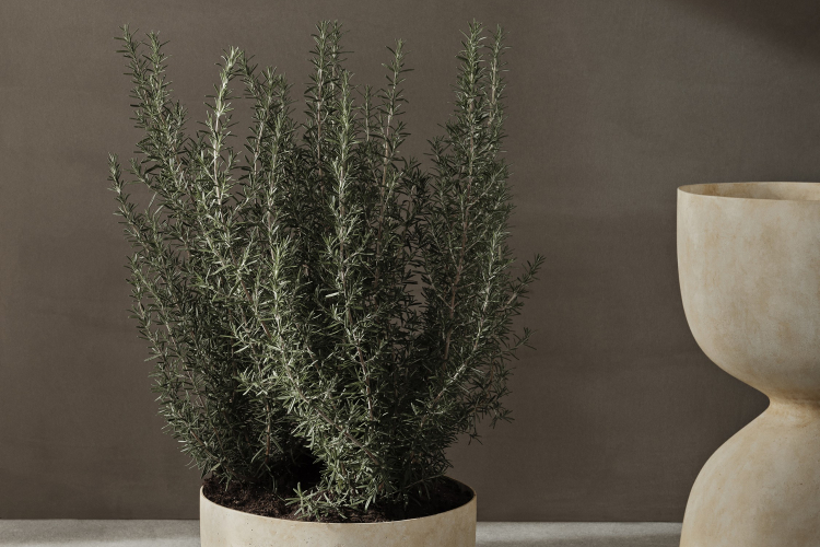 Evoke Pot
