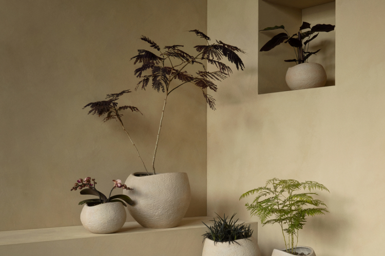 Plantas Planter